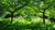 Jual Poster Forest Grass Greenery Nature Path Tree Man Made Path APC