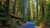 Jual Poster Forest Nature Redwood Road Tree Man Made Road APC