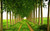 Jual Poster Grass Path Tree Tree Lined Man Made Path APC