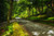 Jual Poster Greenery Nature Road Tree Man Made Road APC