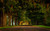 Jual Poster Green Road Tree Tree Lined Man Made Road APC
