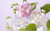 Jual Poster Hydrangea Man Made Flower APC