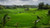 Jual Poster Man Made Rice Terrace APC