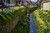 Jual Poster England Houses Daffodils Helmsley Street Canal 1Z