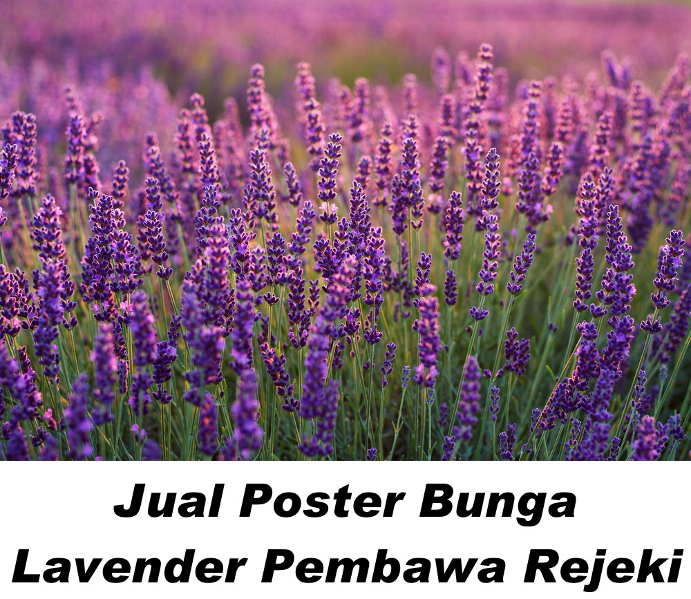 Lavender: Si Ungu Penawar Penat dan Harum yang Memikat