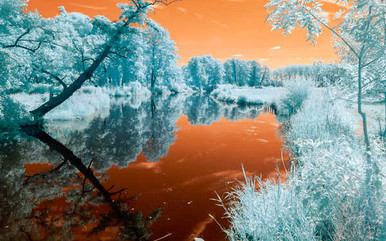 Eeflection Nature Reflection Tree Water Earth Reflection APC - Juragan Poster