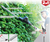 Scheppach 710W Electric Garden Multi Tool with 4560mm Hedge Trimmer and   8'' Bar Chainsaw  | TPX710