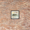 Sea Bass, from Fish from American Waters series (N39) for Allen & Ginter Cigarettes - Allen & Ginter - 1889 - Photo Paper Framed Poster Museum quality 7742408