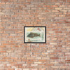 Sea Bass, from Fish from American Waters series (N39) for Allen & Ginter Cigarettes - Allen & Ginter - 1889 - Photo Paper Framed Poster Museum quality 7742408