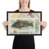 Sea Bass, from Fish from American Waters series (N39) for Allen & Ginter Cigarettes - Allen & Ginter - 1889 - Photo Paper Framed Poster Museum quality 7742408