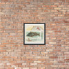Sea Bass, from Fish from American Waters series (N39) for Allen & Ginter Cigarettes - Allen & Ginter - 1889 - Photo Paper Framed Poster Museum quality 7742408