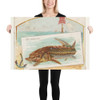 Sturgeon, from Fish from American Waters series (N39) for Allen & Ginter Cigarettes - Allen & Ginter - 1889 - Photo Paper Poster Museum quality 7742482