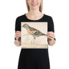 Bramling (Fringilla Montifringilla) - Gerardus van Veen - 1679 - Photo Paper Poster Museum quality 7742767