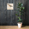 Bramling (Fringilla Montifringilla) - Gerardus van Veen - 1679 - Photo Paper Poster Museum quality 7742767