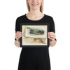 Skate, from Fish from American Waters series (N39) for Allen & Ginter Cigarettes - Allen & Ginter - 1889 - Photo Paper Framed Poster Museum quality 7742464