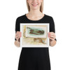 Skate, from Fish from American Waters series (N39) for Allen & Ginter Cigarettes - Allen & Ginter - 1889 - Photo Paper Framed Poster Museum quality 7742464