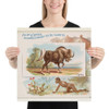 Gnu, from Quadrupeds series (N41) for Allen & Ginter Cigarettes - Allen & Ginter - 1890 - Photo Paper Poster Museum quality 7748501