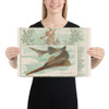 Sawfish, from Fish from American Waters series (N39) for Allen & Ginter Cigarettes - Allen & Ginter - 1889 - Photo Paper Poster Museum quality 7742402