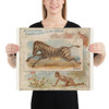 Zebra, from Quadrupeds series (N41) for Allen & Ginter Cigarettes - Allen & Ginter - 1890 - Photo Paper Poster Museum quality 7724794