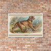 Tiger, from the Animals of the World series (T180), issued by Abdul Cigarettes - Abdul Cigarettes - 1881 - Matte Paper Framed Poster Museum quality 7741507