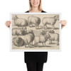 Nine sheep - Wenceslaus Hollar - 1646 - Photo Paper Framed Poster Museum quality 7741908