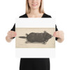 Dead Mole - Wenceslaus Hollar - 1646 - Paper Poster Museum quality 7740126