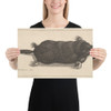 Dead Mole - Wenceslaus Hollar - 1646 - Paper Poster Museum quality 7740126