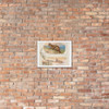 Lynx, from Quadrupeds series (N41) for Allen & Ginter Cigarettes - Allen & Ginter - 1890 - Photo Paper Framed Poster Museum quality 7748352