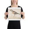 Bramling (Fringilla Montifringilla) - Gerardus van Veen - 1679 - Canvas Museum quality 7742759
