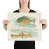 Sunfish, from Fish from American Waters series (N39) for Allen & Ginter Cigarettes - Allen & Ginter - 1889 - Paper Poster Museum quality 7742455