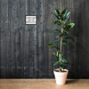 Storms make trees take deeper roots. - Matte Paper Framed Poster Motivational quotes 7809945