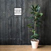Storms make trees take deeper roots. - Matte Paper Framed Poster Motivational quotes 7809945