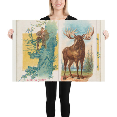 Moose, from Quadrupeds series (N41) for Allen & Ginter Cigarettes - Allen & Ginter - 1890 - Paper Poster Museum quality 7748330
