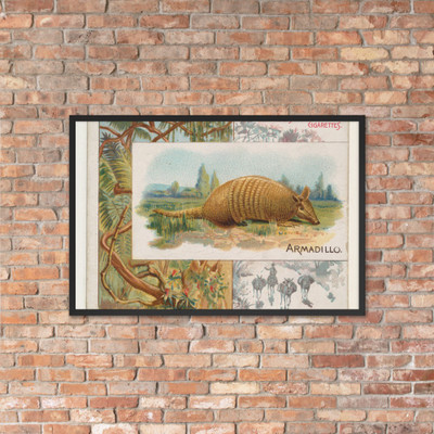 Armadillo, from Quadrupeds series (N41) for Allen & Ginter Cigarettes - Allen & Ginter - 1890 - Matte Paper Framed Poster Museum quality 7748452