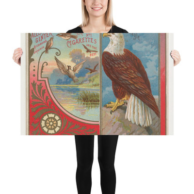 Eagle, from the Birds of America series (N37) for Allen & Ginter Cigarettes - Allen & Ginter - 1888 - Paper Poster Museum quality 7725157