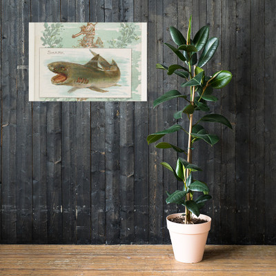 Shark, from Fish from American Waters series (N39) for Allen & Ginter Cigarettes - Allen & Ginter - 1889 - Paper Poster Museum quality 7742350