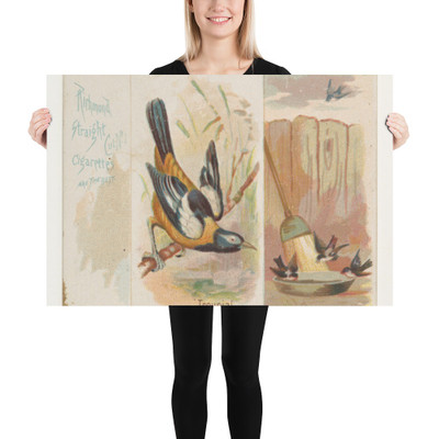 Troupial, from the Song Birds of the World series (N42) for Allen & Ginter Cigarettes - Allen & Ginter - 1890 - Paper Poster Museum quality 7725292