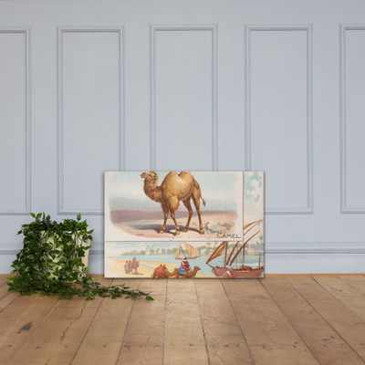 Camel, from Quadrupeds series (N41) for Allen & Ginter Cigarettes - Allen & Ginter - 1890 - Canvas Museum quality 7748528