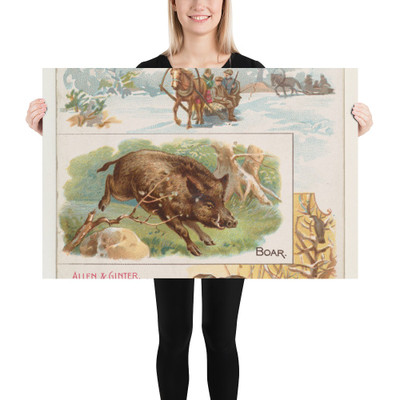 Boar, from Quadrupeds series (N41) for Allen & Ginter Cigarettes - Allen & Ginter - 1890 - Paper Poster Museum quality 7748400