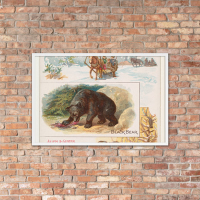Black Bear, from Quadrupeds series (N41) for Allen & Ginter Cigarettes - Allen & Ginter - 1890 - Matte Paper Framed Poster Museum quality 7748436
