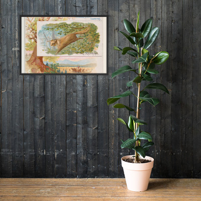 Flying Squirrel, from Quadrupeds series (N41) for Allen & Ginter Cigarettes - Allen & Ginter - 1890 - Photo Paper Framed Poster Museum quality 7748494