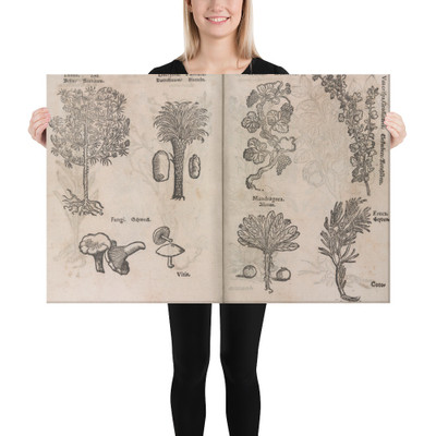 I) Herbarum, Arborum, Fructium, Frumentorum, c. 1540 ... II) De Speciali quarundam plantarum, Frankfurt: Egenolff 1552 - Christian Egenolff - 1552 - Canvas Museum quality 7743646