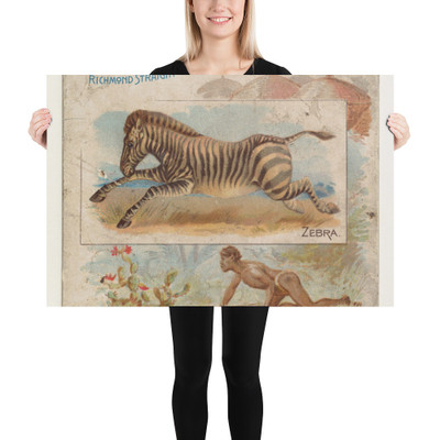 Zebra, from Quadrupeds series (N41) for Allen & Ginter Cigarettes - Allen & Ginter - 1890 - Photo Paper Poster Museum quality 7724794