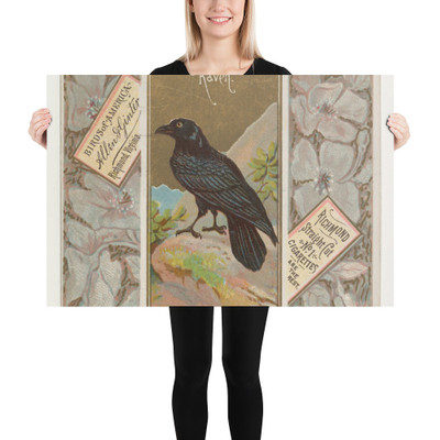 Raven, from the Birds of America series (N37) for Allen & Ginter Cigarettes - Allen & Ginter - 1888 - Photo Paper Poster Museum quality 7724926