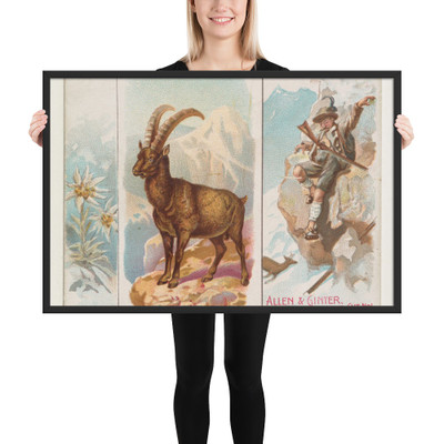 Ibex, from Quadrupeds series (N41) for Allen & Ginter Cigarettes - Allen & Ginter - 1890 - Photo Paper Framed Poster Museum quality 7748277