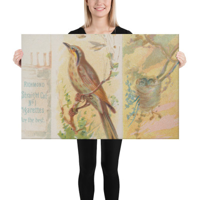 Singing Honey-eater, from the Song Birds of the World series (N42) for Allen & Ginter Cigarettes - Allen & Ginter - 1890 - Canvas Museum quality 7719785