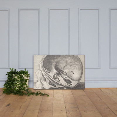 Sectioned skull in profile to left with the left side of the cranium removed - Wenceslaus Hollar - 1651 - Canvas Museum quality 7719824