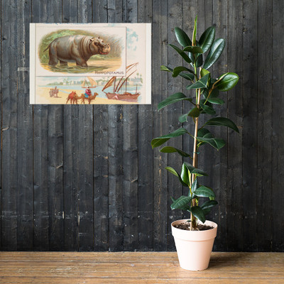 Hippopotamus, from Quadrupeds series (N41) for Allen & Ginter Cigarettes - Allen & Ginter - 1890 - Photo Paper Poster Museum quality 7748224