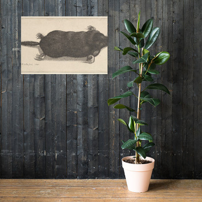 Dead Mole - Wenceslaus Hollar - 1646 - Photo Paper Poster Museum quality 7740147