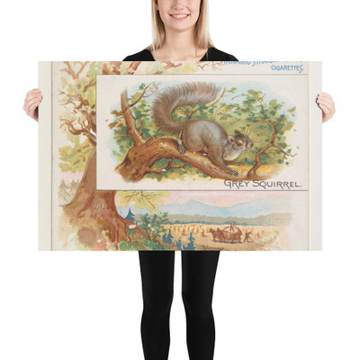 Grey Squirrel, from Quadrupeds series (N41) for Allen & Ginter Cigarettes - Allen & Ginter - 1890 - Paper Poster Museum quality 7748508